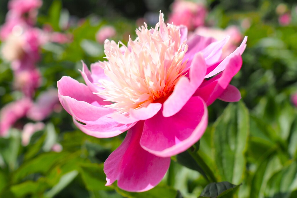 芍薬(ビロード・クイーン)②