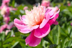芍薬(ビロード・クイーン)②