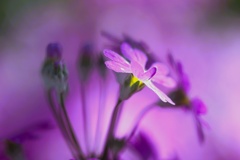 スプリング・エフェメラル