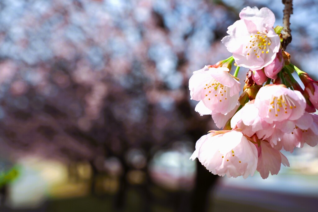 寒桜並木