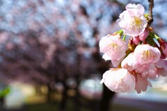寒桜並木