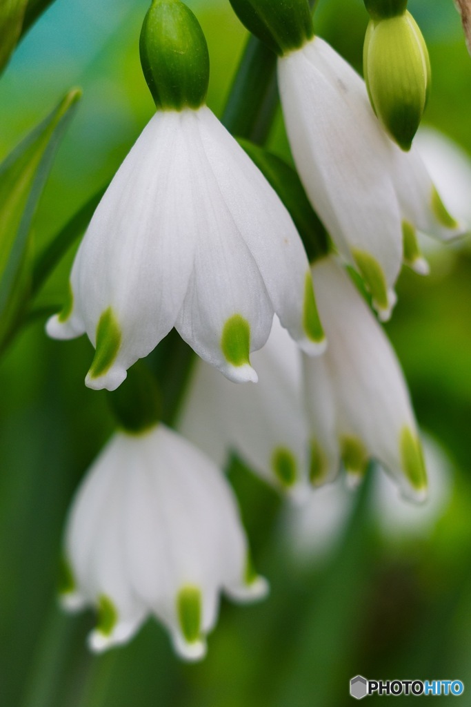 「汚れなき心」〜鈴蘭水仙（スノーフレーク）