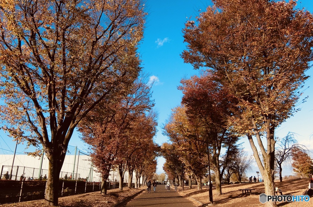 散歩道