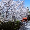 桜参道