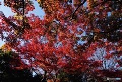 武蔵野台地の紅葉（Ⅳ）