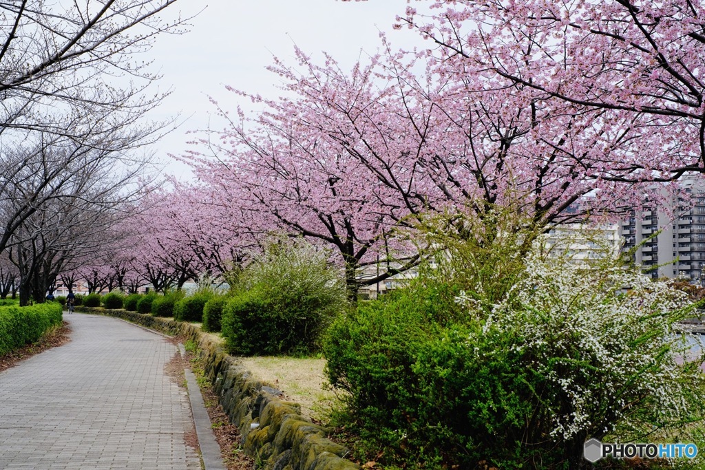 大寒桜並木