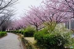 大寒桜並木