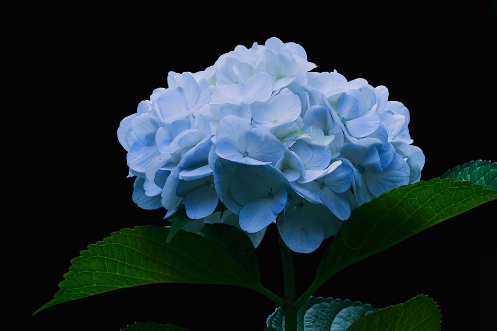 梅雨の彩り⑨