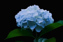 梅雨の彩り⑨