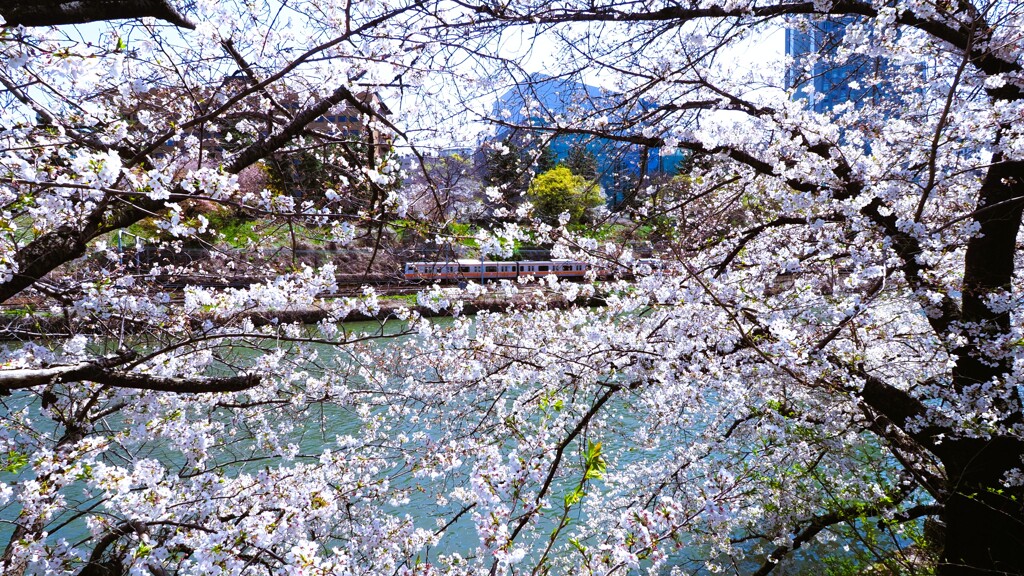 桜のなかを