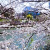 桜のなかを