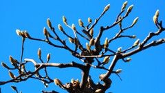 春の息吹③