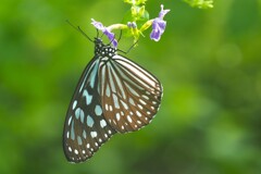 生物園の蝶たち①