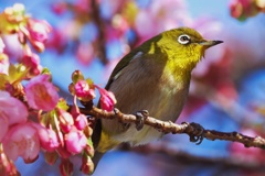 キュートなアイリング