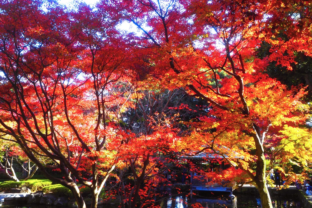 錦秋の庭園③