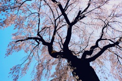 糸桜