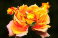 Autumn rose③-2