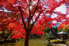 今年のLast紅葉①