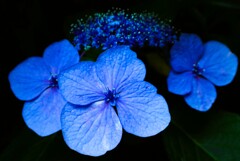 装飾花②