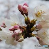 ソメイヨシノ開花