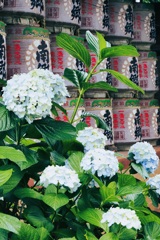 奉納酒樽