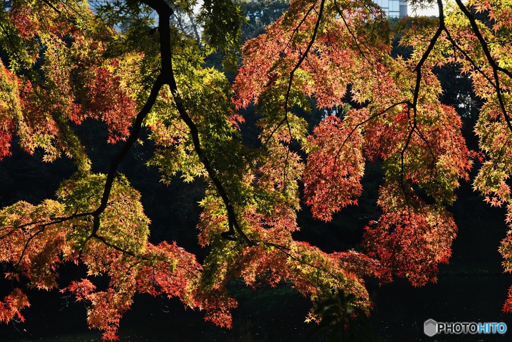 錦秋の煌き