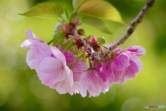「Graceful」〜八重紫桜
