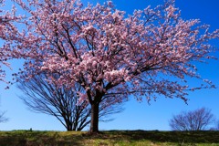 川沿いの散歩道②
