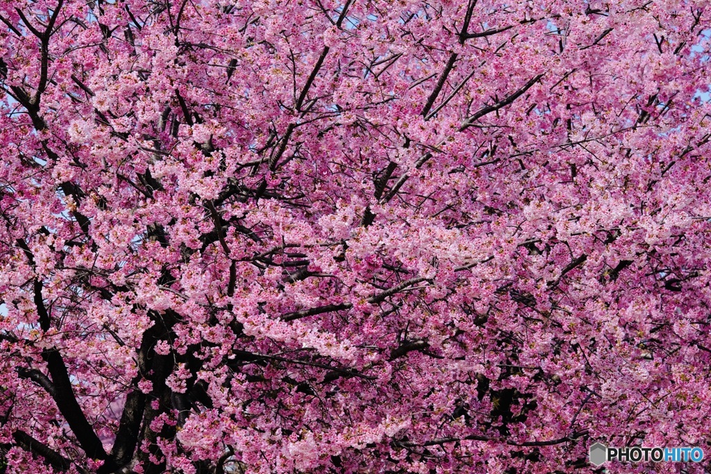 大寒桜　満開(^_−)−☆