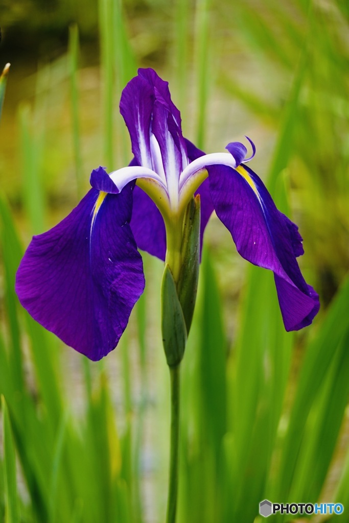Iris