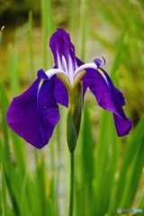 Iris