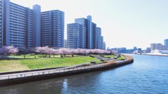 桜堤遠望