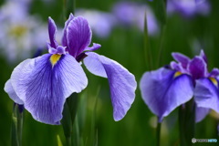 水無月 花菖蒲