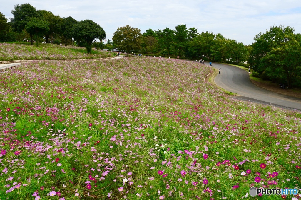 花の丘にて