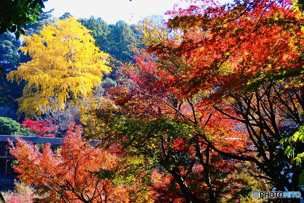 紅に黄②