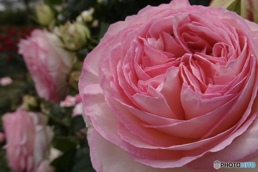 Texture  of roses