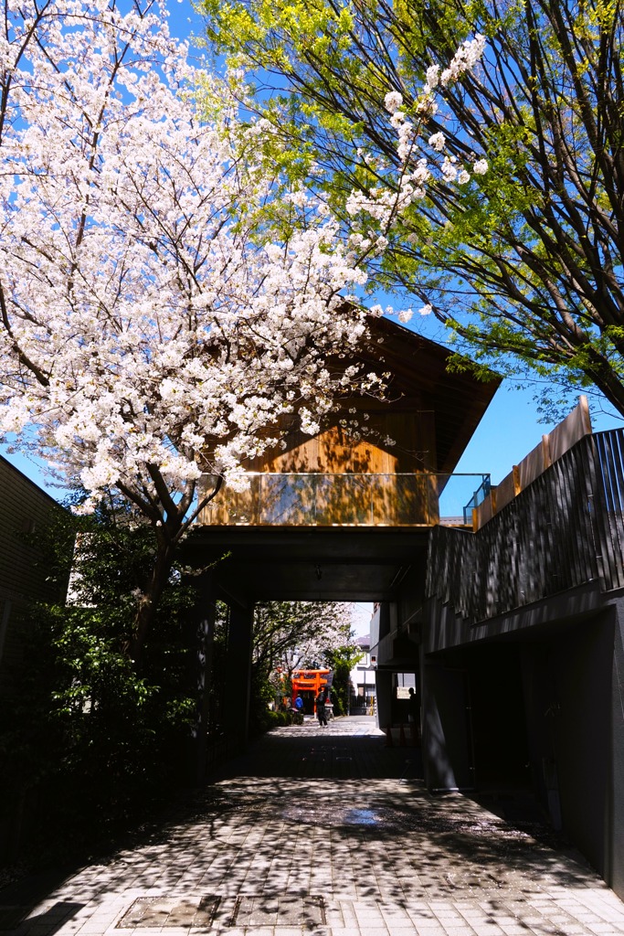 桜と新緑