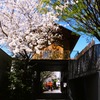 桜と新緑