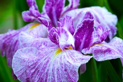 花菖蒲(京舞)