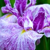花菖蒲(京舞)