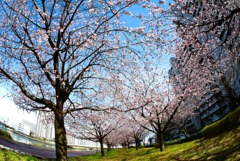 桜並木②