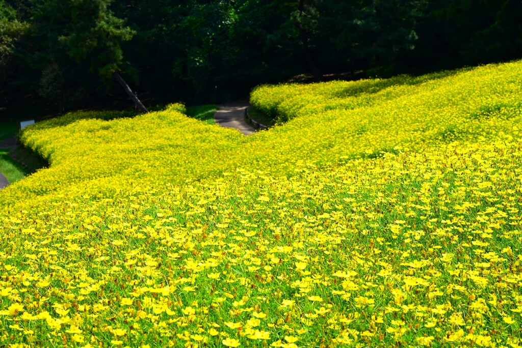 晩夏の花畑⑤