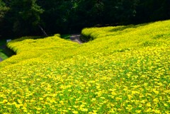 晩夏の花畑⑤