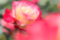 春薔薇①(ダブルデライト)