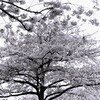 Somei Yoshino・monochrome(film)①