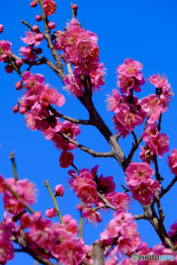 木の花はこきもうすきも紅梅