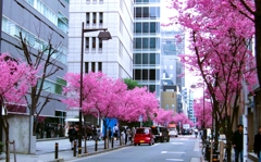 桜ストリート