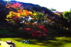 玉藻池の紅葉