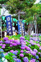 紫陽花祭り