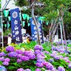 紫陽花祭り